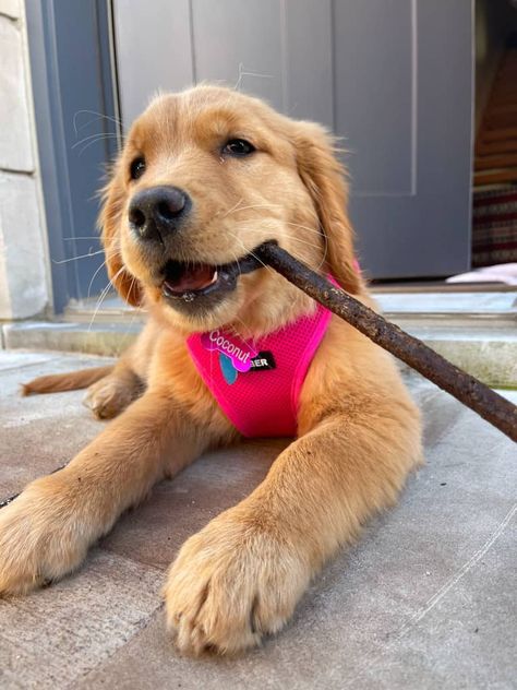 Golden Retriever Puppy Training, Puppy Must Haves, New Baby Quotes, Puppy List, New Puppy Checklist, Puppy Things, Puppy Checklist, Pet Muzzles, Puppy Crate