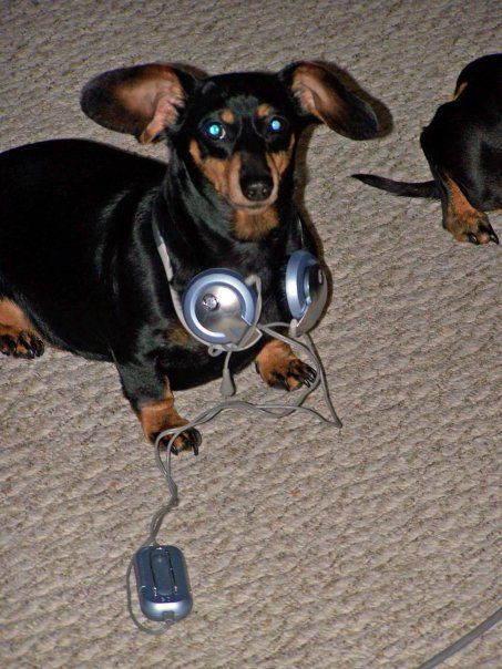 Rich And Famous, Public Transportation, Dachshund Lovers, Everyone Else, Dachshund, Transportation, Headphones, Dogs