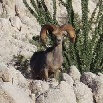 Borrego Cimarron en la sierra Cucapa. Borrego Cimarron, Goats, Collage, Animals, Pins