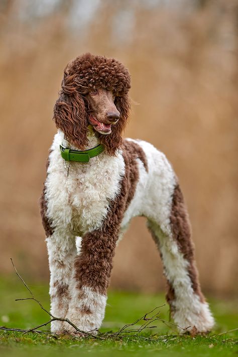 Toy Poodle Haircut Styles, Poodles Standard, Toy Poodle Haircut, Poodle Haircut Styles, Poodle Tattoo, Sketch Nature, Parti Poodle, Poodle Haircut, Animal Sketch