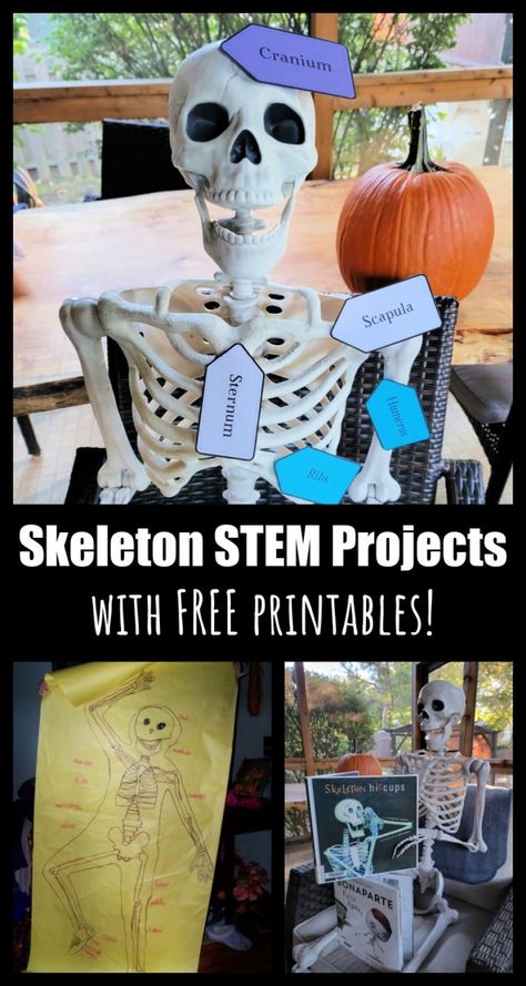 Skeleton Learning Activities, Skeleton Project For School, Science Skeleton, Skeletal System Project, Skeleton Project, Skeletal System Activities, Apologia Anatomy, Halloween Games Activities, Biology Project