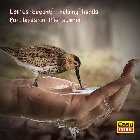 "help birds in summer" Birds Drinking Water, Dad In Heaven Quotes, Summer Birds, Father Love Quotes, Dad In Heaven, Heaven Quotes, Art Pics, Water Day, Bird Care