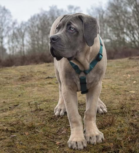 Cane Corso Colors, Brindle Cane Corso, Blue Cane Corso, Cane Corso Dog Breed, Dog Names Unique, Puppy Dog Pictures, Every Dog Breed, Cane Corso Puppies, Beautiful Dog Breeds