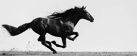 photo by Brook Todd Horse Aesthetic, Friesian Horse, Equine Art, Black Horse, Draw On Photos, Horse Photography, Horse Girl, Dark Horse, Horse Rider