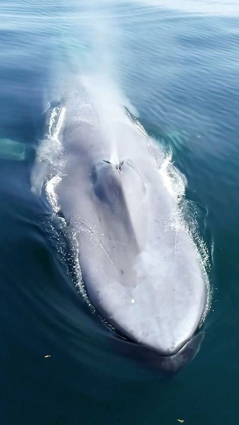 globefever on Instagram: The biggest animal on Earth via @adam_ernster. 🐋 Blue Whales can hold their breath for about 90 minutes, reaching a maximum length of 100… Big Momma, Beautiful Sea Creatures, Water Animals, Big Animals, Ocean Fishing, Majestic Animals, Marine Mammals, Loving Life, Blue Whale