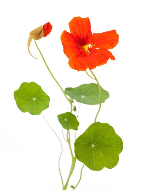 My Nasturtiums Are Leggy: Tips For Pruning Leggy Nasturtiums Contemporary Botanical Art, Companion Gardening, Flower Cottage, Flower Silhouette, Plant Tattoo, Watercolor Projects, Plant Drawing, Bird Pictures, Green House