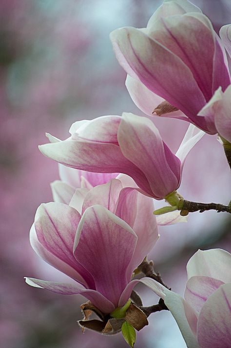 Pink magnolias by Shelley B** Small Pink Flowers, Wallpaper Macbook, Beautiful Pink Flowers, Magnolia Trees, Flower Names, Magnolia Flower, Pretty Plants, Flowers Perennials, Fairy Art