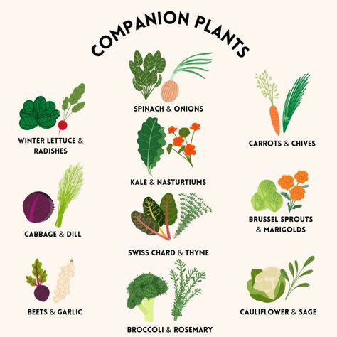 Fall Companion Planting, Shade Vegetable Garden, Palette Herb Garden, Cucumber Companion Plants, Herb Companion Planting, Planting Veggies, Flower And Vegetable Garden, Garden Soil Preparation, Fall Vegetable Garden