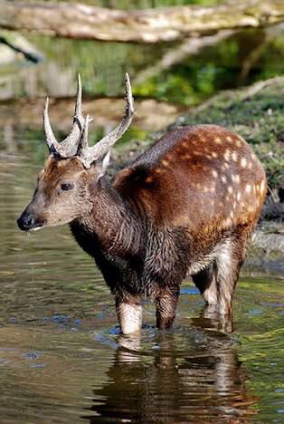 The Philippine Spotted deer, the most endangered deer in the world, can only be found in the island of Panay. Monkey Eating Eagle, Land Forms, Monkey Eating, Mouse Deer, Fruit Bats, Spotted Deer, Philippine Eagle, Deer Species, Wild Deer