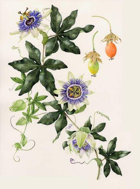 Passiflore | Scáthcraft Passion Fruit Flower, Blue Passion Flower, Easy Perennials, Illustration Botanique, Plant Drawing, Botanical Painting, Scientific Illustration, Art Et Illustration, Passion Flower