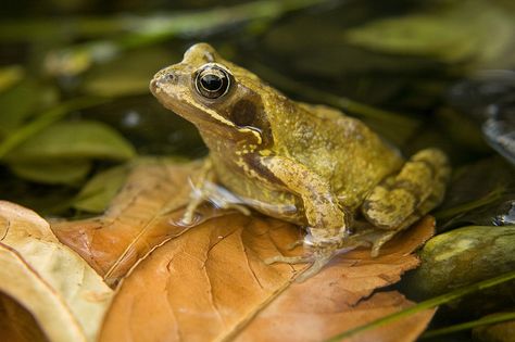 Different Types Of Frogs, Types Of Frogs, Common Frog, Gargoyle Gecko, Frog And Toad, Reptiles And Amphibians, You're Awesome, Wild Life, Gecko