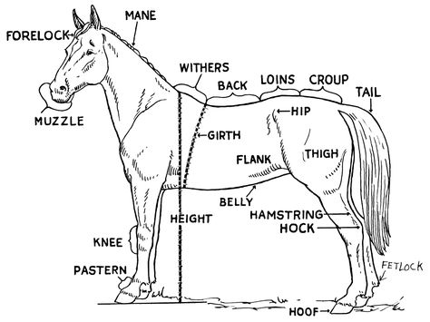 Free Arabian Horse Clipart, 1 page of Public Domain Clip Art Horse Conformation Pictures, Horse Proportions, Parts Of A Horse, Horse Judging, Horse Conformation, Horse Education, Equine Anatomy, Anatomy Coloring Book, Horse Lessons