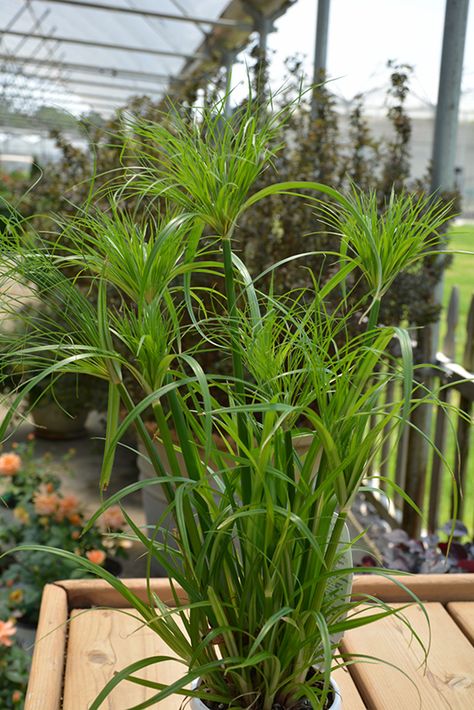 Egyptian Papyrus, Bog Garden, London Ontario, Fast Growing Plants, Outdoor Pots, Low Maintenance Plants, Aquatic Plants, Greenhouses, All About Plants