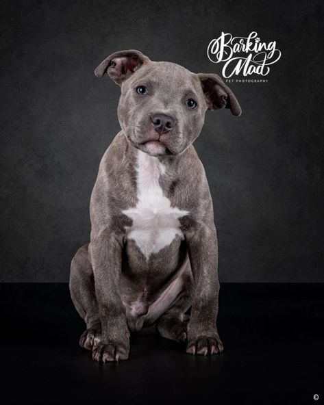 Staffordshire Bull Terrier puppy photoshoot - Salford Staffordshire Bull Terrier Puppy, Bull Terrier Puppies, Staffordshire Bull Terrier Puppies, Puppy Photoshoot, Bull Terrier Puppy, Dog Photoshoot, Surprises For Her, Terrier Puppies, Terrier Puppy