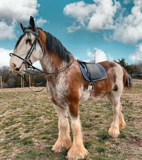 Cool Horses, Horses Funny, Funny Horse Pictures, Pony Breeds, Cute Horse Pictures, Clydesdale Horses, Majestic Creatures, Horse Riding Clothes, Big Horses