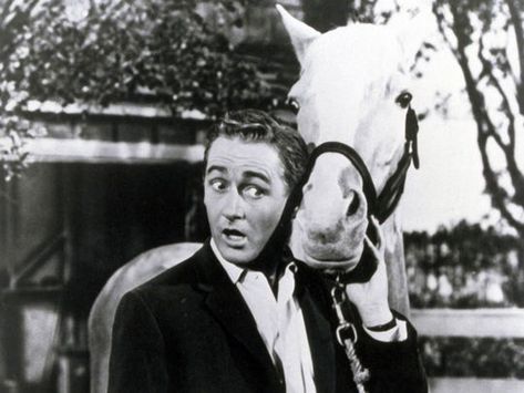 Mr Ed, Mister Ed, Alan Young, Pete Burns, Scrooge Mcduck, Classic Television, Old Shows, Bedroom Closet, George Michael