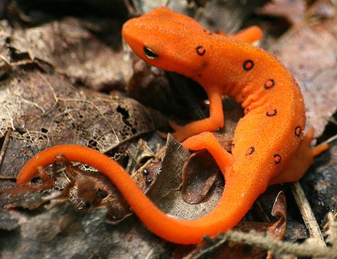 Red spotted newt Amazing Frog, Incredible Creatures, Rare Animals, Crocodiles, Newt, Reptiles And Amphibians, On The Ground, Gecko, Amphibians