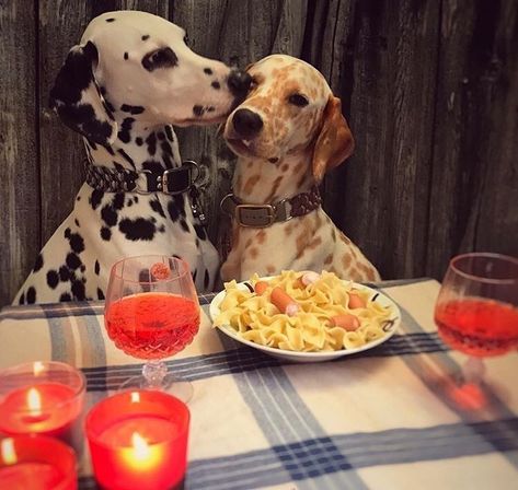 andypandyxo: “ damnitsizzi: “ friendly-animals: “(Source) ” I’ve never seen a creamsicle dalmatian before ” I’ve never seen two dogs SO in love before ” Animals Friendship, Dog Gifs, Animal Planet, Dalmatian, Dog Pictures, Dog Life, Beautiful Creatures, Dog Love, Animals And Pets