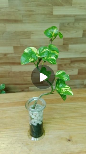 Hanging Water Plants Indoor, How To Grow Money Plant, House Plant Arrangements Ideas, Home Arrangement Ideas, Pothos Plant Decor Ideas, Decorating With Plants Indoors, Money Plant Decor Ideas, Indoor Planting Ideas, Unique Garden Ideas