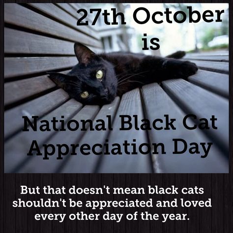 Today and every day is black cat appreciation day Black Cat Appreciation Day, Black Kitties, Cats Rule, Black Kitty, New Cat, A Black Cat, Cat Training, Sphynx Cat, Cat Facts