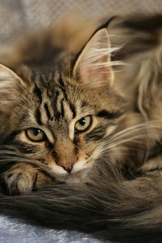 Brown Tabby Cat, Best Cat Breeds, Domestic Cat Breeds, Brown Tabby, Cat World, Long Haired Cats, Tabby Cats, Siberian Cat, Gorgeous Cats