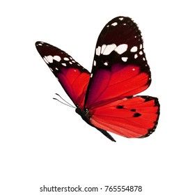 Red Monarch Butterfly, Easy Flower Painting, Butterfly Art Painting, Flower Painting Canvas, Butterfly Images, Drawing Wallpaper, Image Painting, Butterfly Pictures, Red Butterfly