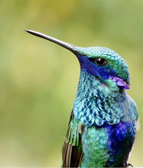 Sparkling Violetear, Hummingbirds, Our Planet, Paradise, Birds, Animals, Nature