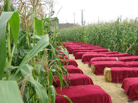 Wouldn't it be awesome to do a wedding in a cornfield Corn Wedding, Corn Stalk Wedding Decor, Corn Field Wedding Ceremony, Cornfield Wedding Ceremony, Straw Bales Wedding, Different Wedding Ideas, Marriage Celebrant, Field Wedding, Golden Wedding