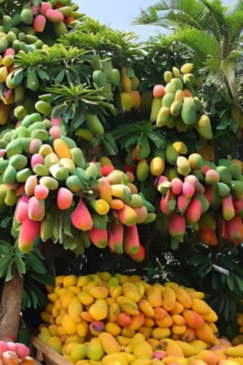 Enjoy learning about the wonderful fruit and its production!Harvesting Mango Farms. #mango #agriculturetechnology #mangoharvesting #japanmango #Australianmango Mango Farm, Fruit Platter Designs, Brochure Cover Design, Houses Exterior, Fruit Photography, Natural Aesthetic, Brochure Cover, Tropical Climate, Eat To Live