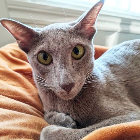 14 Main Features Of Oriental Shorthair Cats | PetPress Cat Short Hair, Living Statue, Cat Personalities, A True Friend, Oc Face, Pet Ideas, Goofy Ahh, Soft Cute, Kitty Kitty