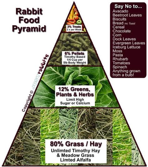 In fact, carrots can be very dangerous for rabbits. Carrots are considered treats and should only be given very sparingly. Besides, rabbits like banana a whole lot more than carrots as a treat anyway. Rabbits should have grass hays at all times. Make sure that when you buy greens you are buying the right kind. Iceberg lettuce is one veggie that is very hazardous to rabbits. In addition, when buying pellets, make sure they do not include alfalfa. Except for special circumstances, rabbits shoul... What To Feed Rabbits, Raising Rabbits For Meat, Rabbit Diet, Pet Rabbit Care, Rabbit Farm, Meat Rabbits, Bunny Hutch, Raising Rabbits, Pet Bunny Rabbits