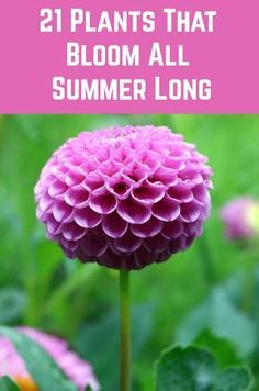 Flowers In Garden Ideas, Backyard Landscaping Southern California, Summer Vegetable Dishes, Small Planter Ideas Outdoor, Summer Containers Planters Full Sun, Poolside Landscaping Ideas, Full Sun Backyard Landscaping Ideas, Flower Gardens In Front Of House, Annuals That Bloom All Summer