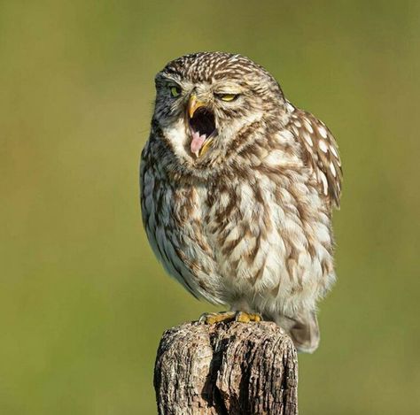 Sawhet Owl, Owl Sleeping, So Sleepy, Doxie Puppies, Cute Owls, Burrowing Owl, Funny Owls, Woodpeckers, Owl Pictures