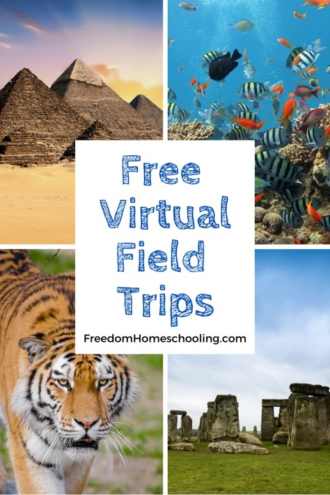 Homeschool Field Trips, Virtual Teaching, Virtual Field Trips, Virtual School, Virtual Travel, People Reading, Homeschool Learning, Homeschool Life, Virtual Learning