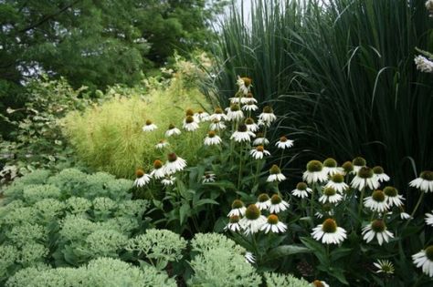 Blue Star amsonia, White Swan coneflower and North Wind switch grass Plant Combos, Willa Cather, Rural Living, Woodland Garden, Plant Combinations, White Swan, Outdoor Retreat, Green Nature, Beautiful Tree