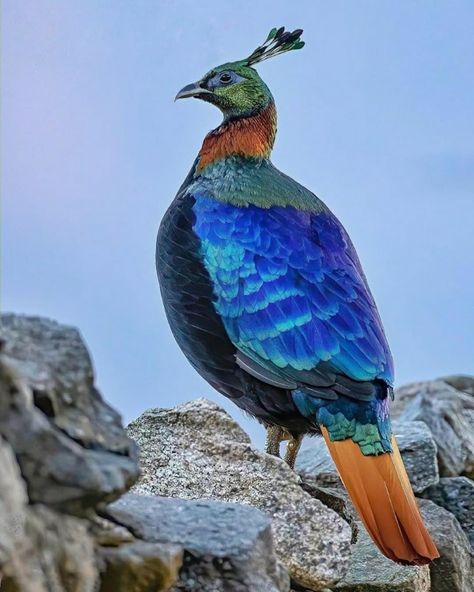 Nepal's National Bird-Danphe,Himalayan Monal Credit:Chungba Sherpa Himalayan Monal, Birds Photography, National Animal, Most Beautiful Birds, Beautiful Bird, Dinosaur Design, All Birds, Exotic Birds, Bird Pictures