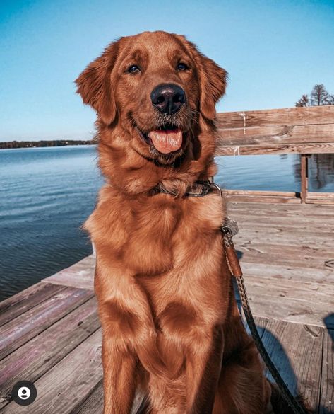 Red Golden Retriever Aesthetic, Red Retriever Puppy, Red Golden Retriever Puppy, Dark Golden Retriever, Red Retriever, Red Golden Retriever, Gold Retriever, Female Golden Retriever, Male Vs Female