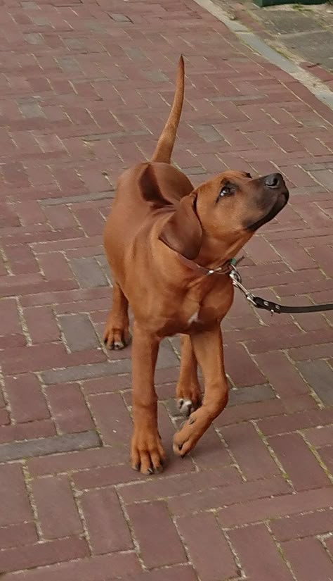 Rodisian Ridgeback, Rhodesian Ridgeback Puppies, Ridgeback Dog, Rhodesian Ridgeback Dog, Big Dog Breeds, Street Dogs, People With Disabilities, Rhodesian Ridgeback, Service Dog