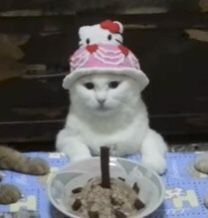 Birthday To A Special Friend, Happy Happy Birthday, Silly Animals, Cat Birthday, Cartoon Jokes, Silly Cats, Special Friend, Baby Cats, Cat Pics