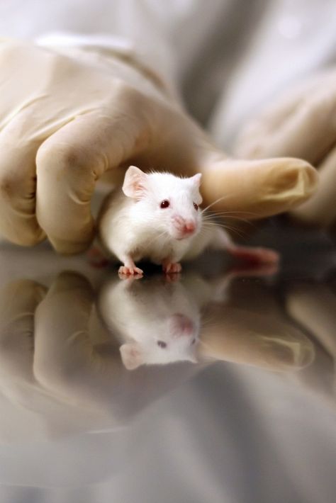 Scientists Explain Why Animal Testing And Research Happens In Australia Animal Research, Primates, Scientists, Science, Australia, Animals, Quick Saves