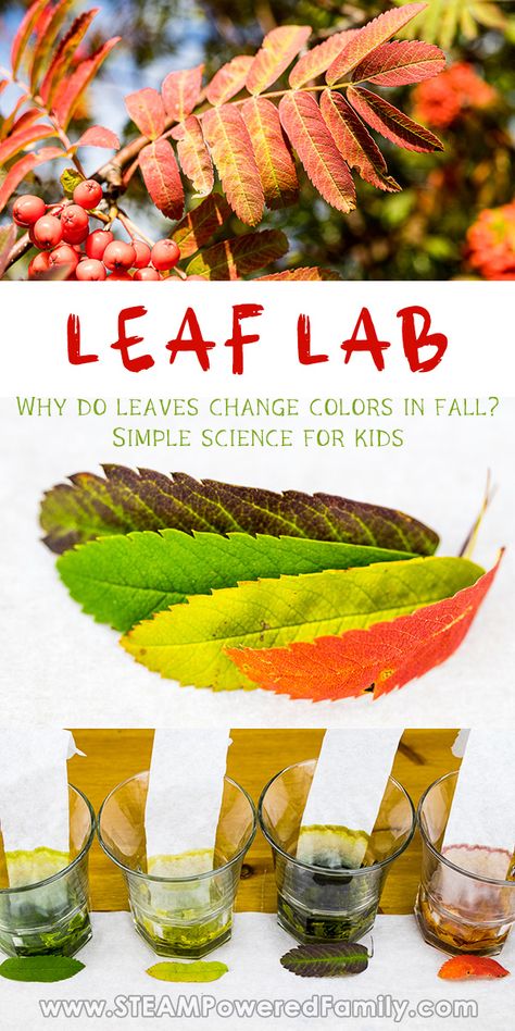 Leaves Experiment For Kids, Autumn Experiments For Kids, Autumn Leaves Activity For Kids, Leaf Science Experiments Preschool, Leaf Experiments For Kids Science, Fall Experiments For Kids, Fall Science Experiments For Kids, Why Do Leaves Change Color, Fall Science Activities