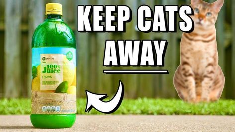 How To Keep Cats Out Of Yard, How To Keep Cats Out Of Garden, Type Of Cats, Cat Deterrent, Best Personality, Diy Outdoor Seating, Cat Repellant, Female Cat, Cat Plants