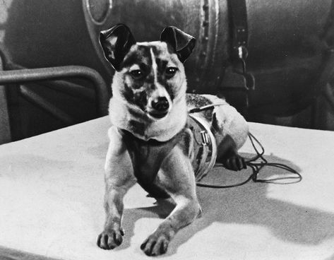 Soviet Space Dogs, Laika Dog, Space Animals, Space Dog, Animal Rights Activist, Street Dogs, Loud Noises, Animal Rights, Space Exploration