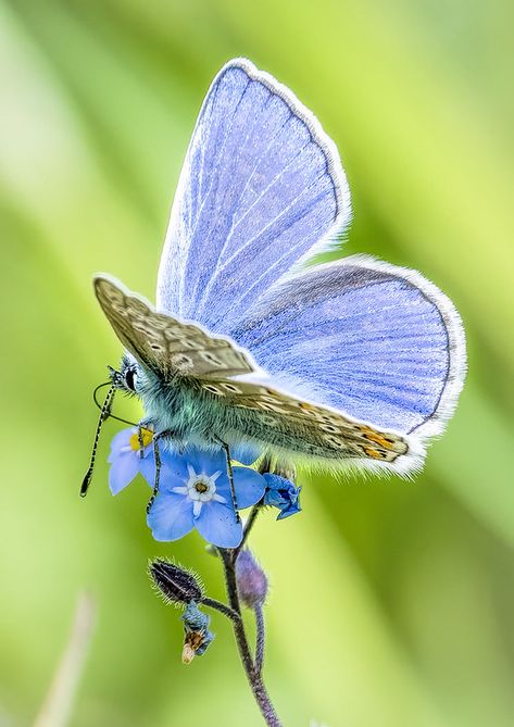 Common Blue Butterfly - Polyommatus icarus | David Dukesell | Flickr White Moths, Polyommatus Icarus, Icarus Tattoo, Common Blue Butterfly, Blue Butterfly Tattoo, Butterfly Dragon, Colorful Places, Side Tattoos, Beautiful Bugs