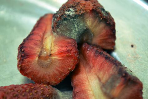 Rotting Fruit Decaying Fruit Photography, Rotting Fruit Photography, Rotten Fruit Aesthetic, Rotting Strawberry, Decaying Fruit, Paradise Rot, Moldy Fruit, Rotting Fruit, Teeth Decay