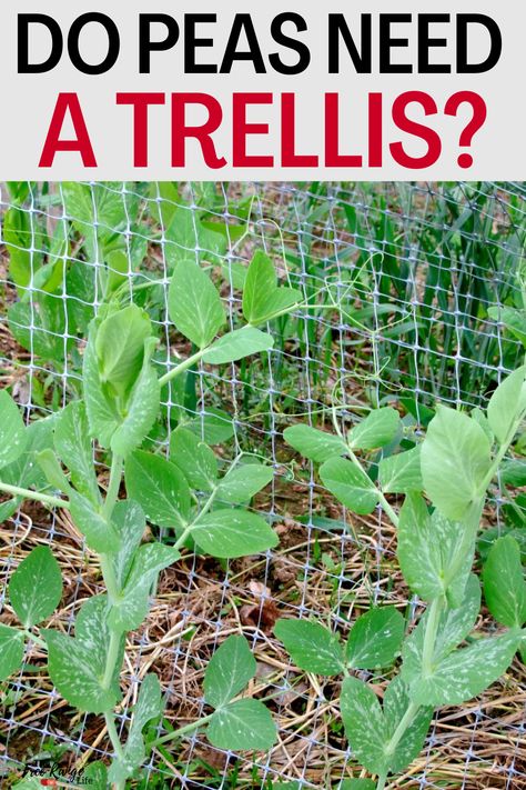 Growing Snow Peas Trellis, Pea Fence Ideas, Garden Peas Trellis, How To Grow Peas From Seeds, Diy Trellis For Peas, Pea Plant Trellis, Growing Peas Trellis, Trellis For Sweet Peas, Snap Peas Trellis Ideas