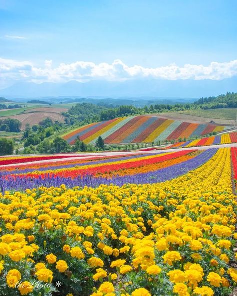 Shikisai No Oka, Japan Flower Field, Hokkaido Japan Aesthetic, Yellow Spring Road Japan, Hokkaido Spring, Hokkaido Aesthetic, Japan Summer Aesthetic, Japan In Summer, Biei Hokkaido