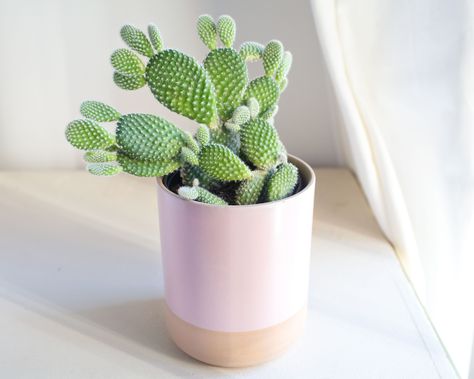 Cactus houseplants elicit many feelings from fear to fascination. Discover 8 easy-to-grow cactus varieties that will complement your sunny spaces. Bunny Ear Cactus, Indoor Cactus, Plants Cactus, Cactus Care, Hanging Succulents, Haircut Designs, Cactus Decor, String Of Pearls, Plant Lighting