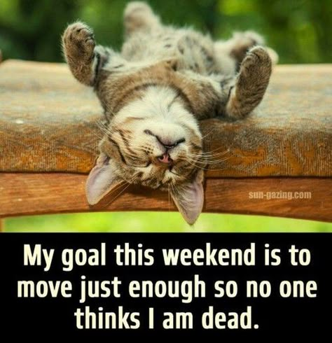 Weekend Quotes, Cat Quotes, Funny Animal Memes, Animal Jokes, Animal Quotes, Funny Animal Pictures, Pics Art, A Quote, Animal Memes