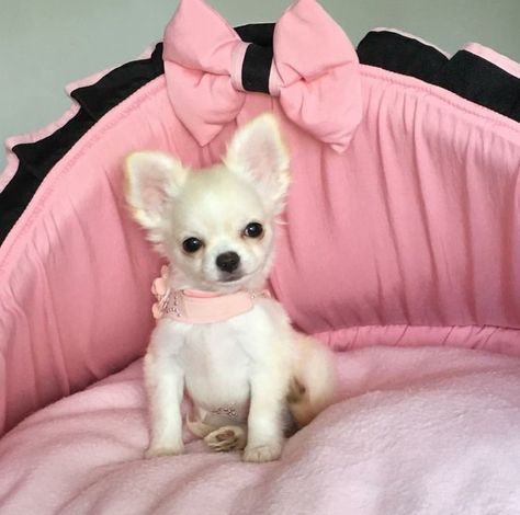 Anna Louise, Teacup Chihuahua Puppies, Dog Mommy, Princess Dog, Princess Anna, Very Cute Dogs, Cute Chihuahua, Follow Your Dreams